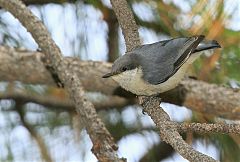 Pygmy Nuthatch